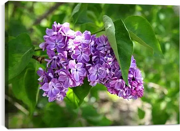 Постер на подрамнике - Веточка сирени