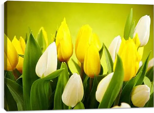 Постер на подрамнике - Белые и желтые тюльпаны