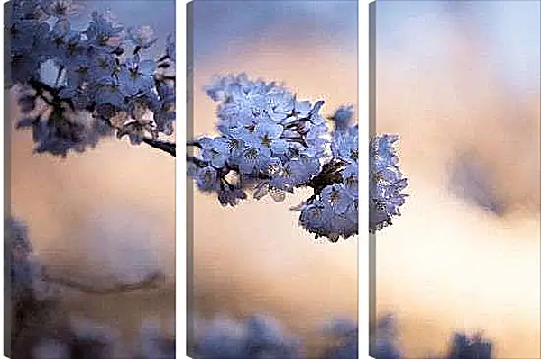 Модульная картина - В вечернем свете