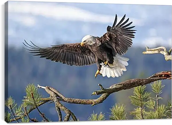 Постер на подрамнике - Орёл садится на ветку
