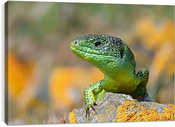 Постер на подрамнике - Рептилии