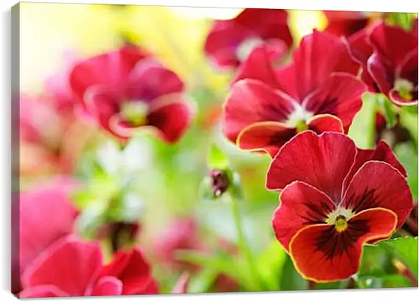 Постер на подрамнике - Анютины глазки красные