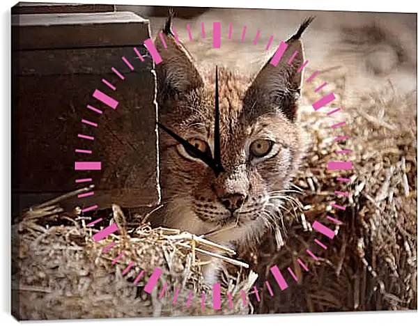 Часы картина - Рысь