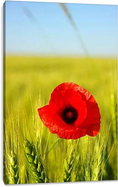 Постер на подрамнике - Мак перед колосьями