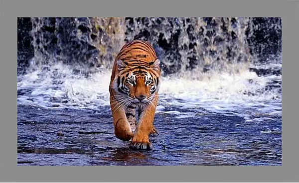 Картина в раме - Коричневый тигр. Водопад