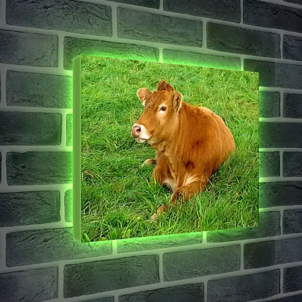 Лайтбокс световая панель - Корова отдыхает
