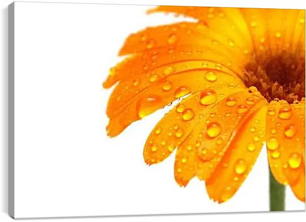 Постер на подрамнике - Оранжевый цветок в каплях росы
