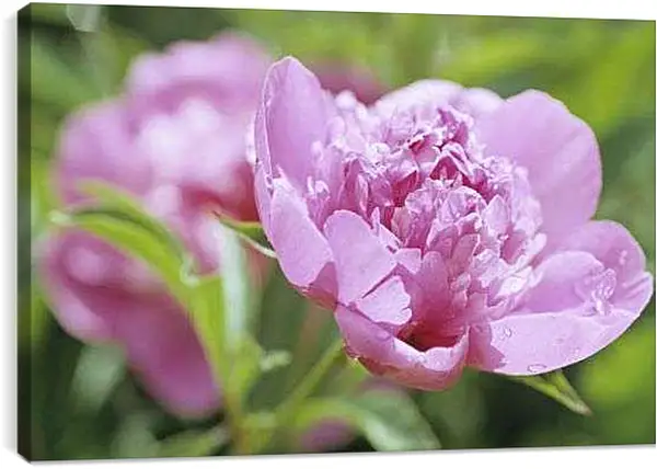 Постер на подрамнике - Пион с каплями росы