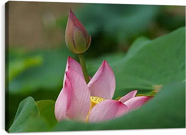 Постер на подрамнике - Водяная лилия