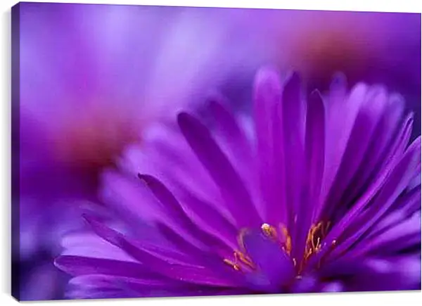 Постер на подрамнике - Фиолетовый цветок