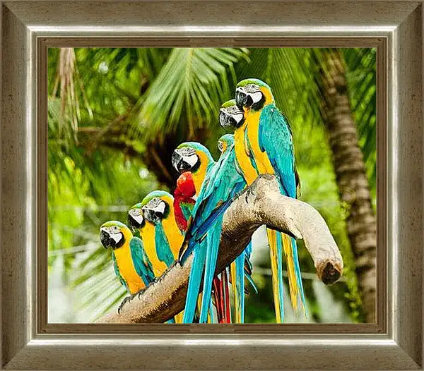 Картина в раме - Много попугаев