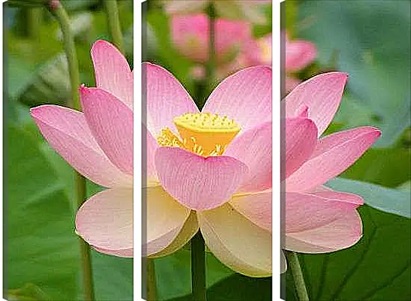 Модульная картина - Розовый лотос