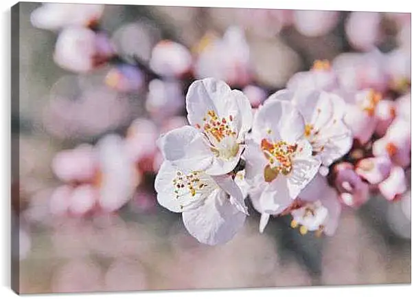 Постер на подрамнике - Ветка сакуры