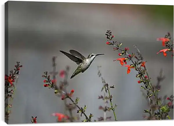 Постер на подрамнике - Колибри