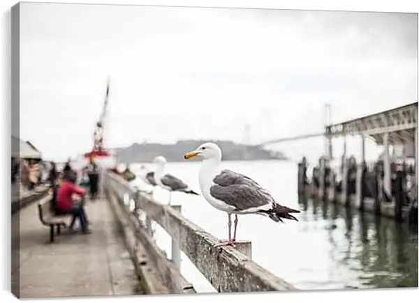 Постер на подрамнике - Чайки