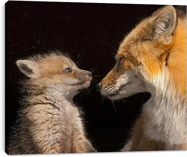 Постер на подрамнике - Лисы. Мама и детеныш