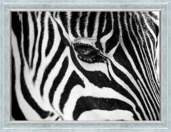 Картина в раме - Зебра