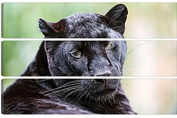 Модульная картина - Пантера