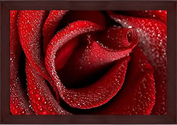 Картина в раме - Роза