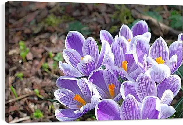 Постер на подрамнике - Весна