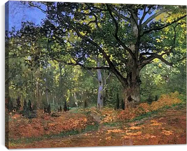 Постер на подрамнике - The Bodmer Oak, Fontainbleau Forest. Клод Моне