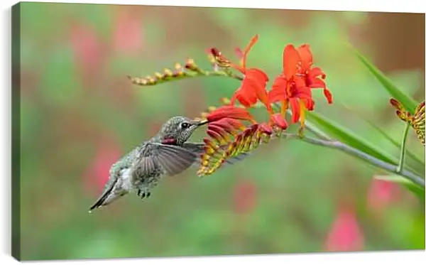 Постер на подрамнике - Колибри
