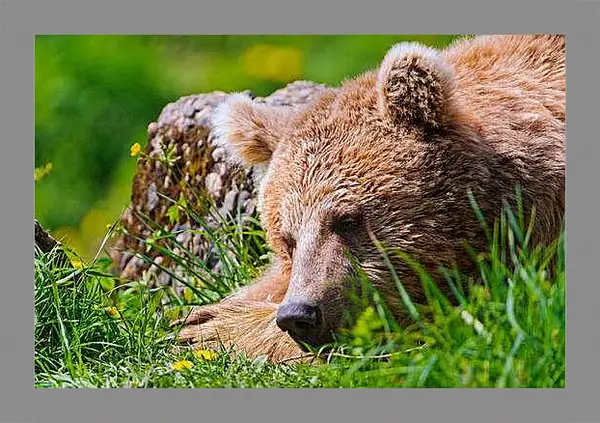 Картина в раме - Медведь
