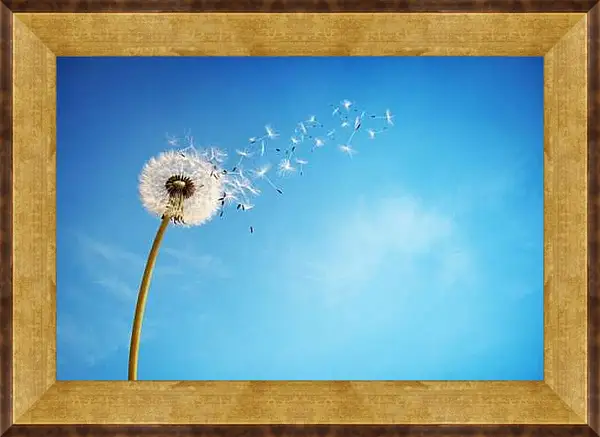 Картина в раме - Одуванчик разлетается на ветру