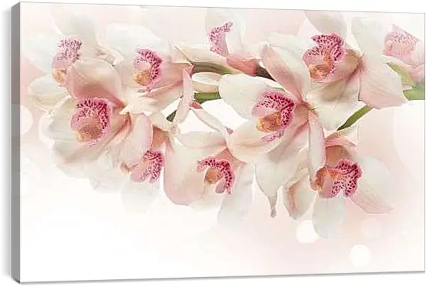 Постер на подрамнике - Белые орхидеи