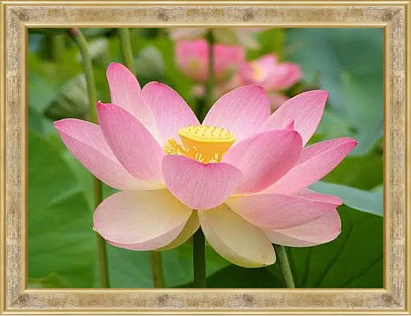 Картина в раме - Розовый лотос