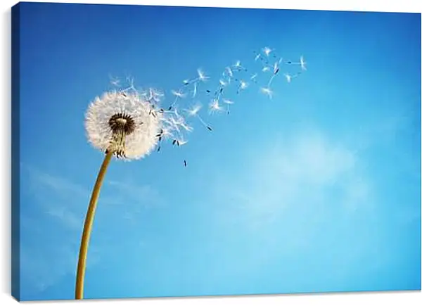 Постер на подрамнике - Одуванчик разлетается на ветру
