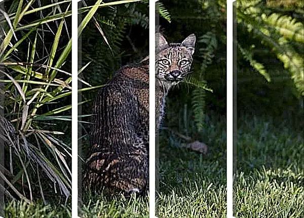 Модульная картина - Рысь