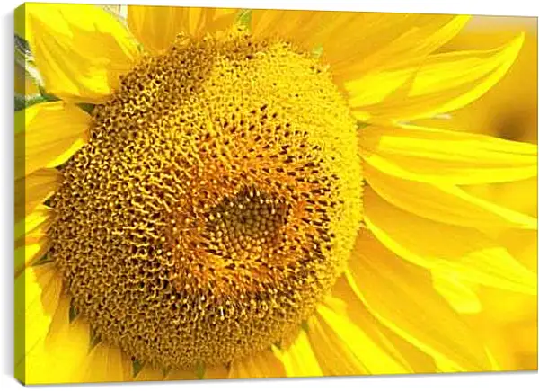 Постер на подрамнике - Красивый подсолнух