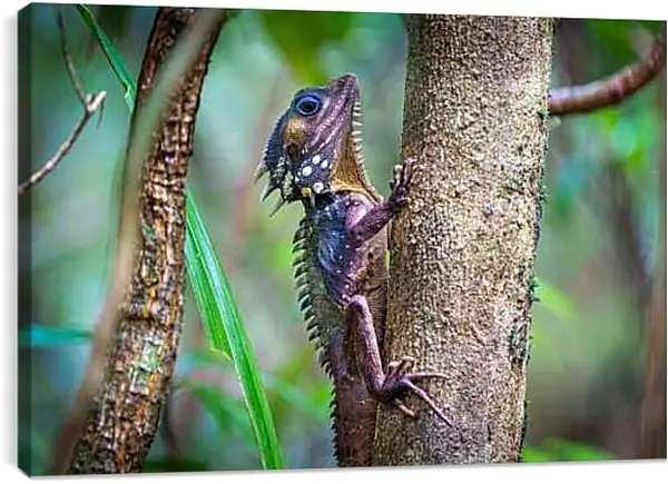 Постер на подрамнике - Рептилии