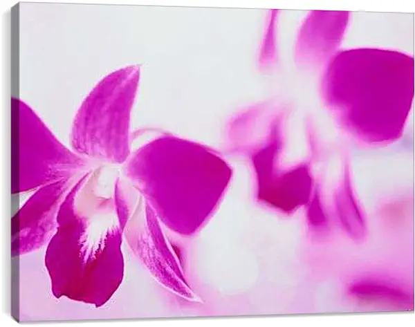 Постер на подрамнике - Розовые орхидеи