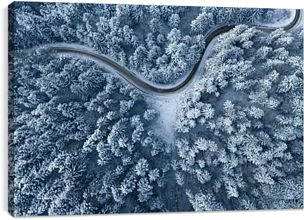 Постер на подрамнике - Дорога проходящая через лес