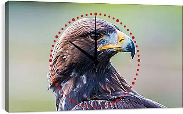 Часы картина - Голова орла