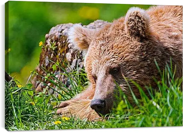 Постер на подрамнике - Медведь