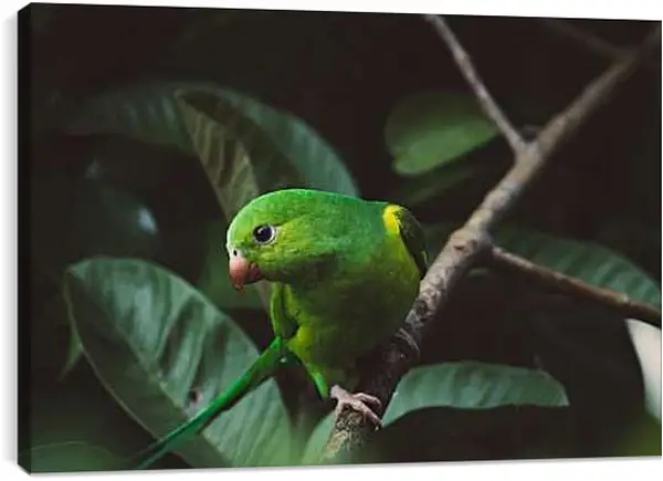 Постер на подрамнике - Зелёный попугайчик на ветке