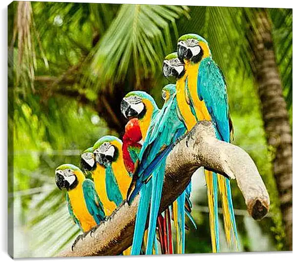 Постер на подрамнике - Много попугаев