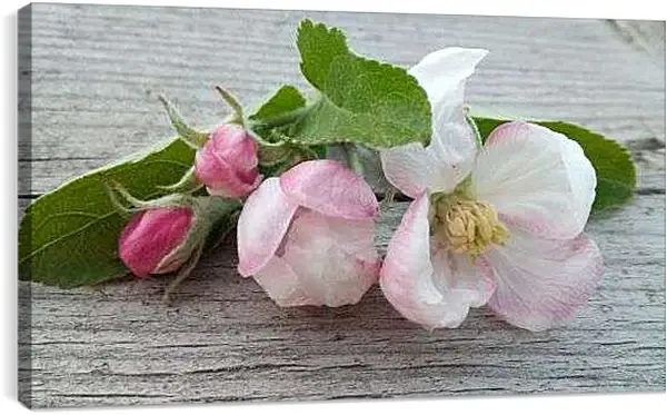 Постер на подрамнике - Цвет яблони