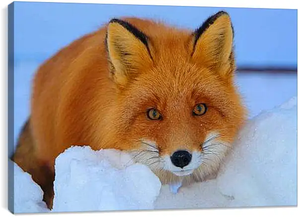 Постер на подрамнике - Лисица на снегу