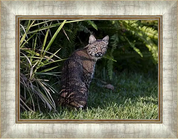 Картина в раме - Рысь