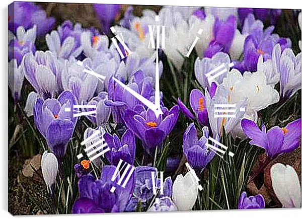Часы картина - Крокусы