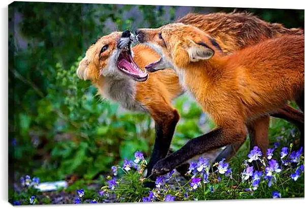 Постер на подрамнике - Лисы