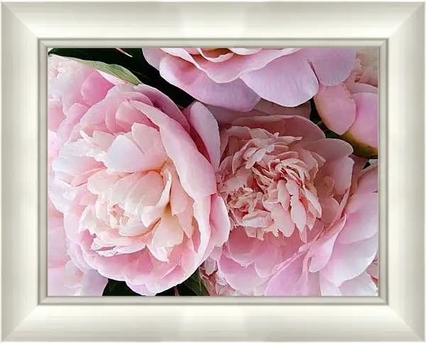Картина в раме - Пионы