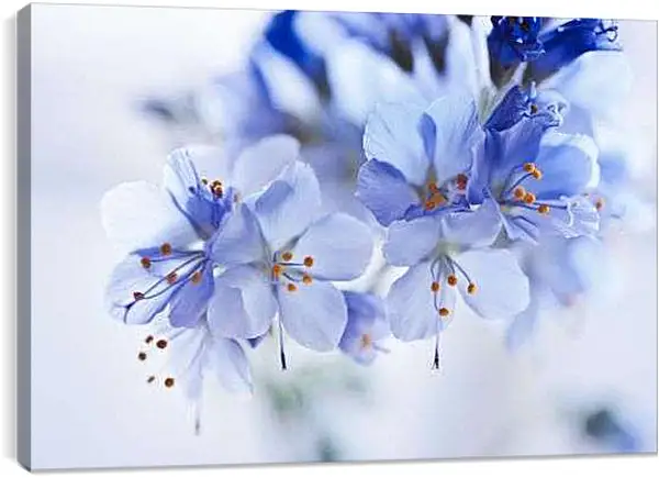 Постер на подрамнике - Голубые цветы