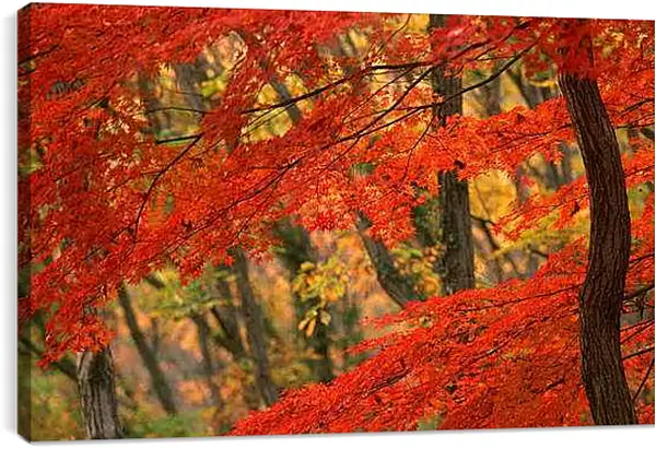 Постер на подрамнике - Осень