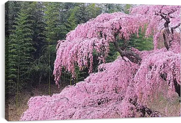 Постер на подрамнике - Весна