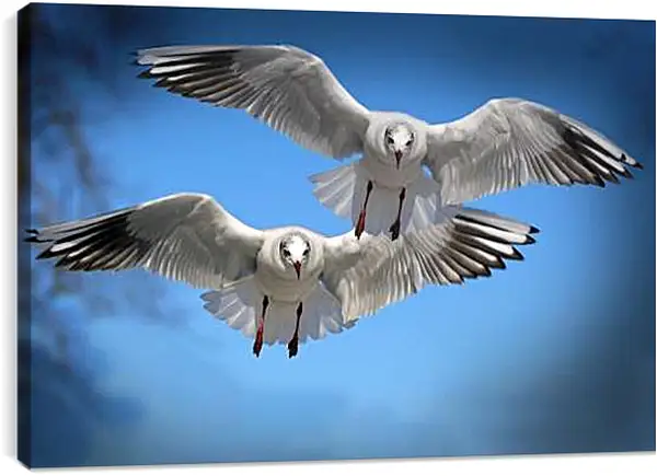 Постер на подрамнике - Чайки